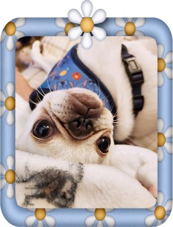 The upside down world of a pug puppy - White Pug Puppies | The dog is a gentleman; I hope to go to his heaven not man's.