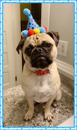 Bai-Lei's Tucker/Jerry on his first birthday - Adult Fawn Pug | If you don't own a dog, at least one, there is not necessarily anything wrong with you, but there may be something wrong with your life.