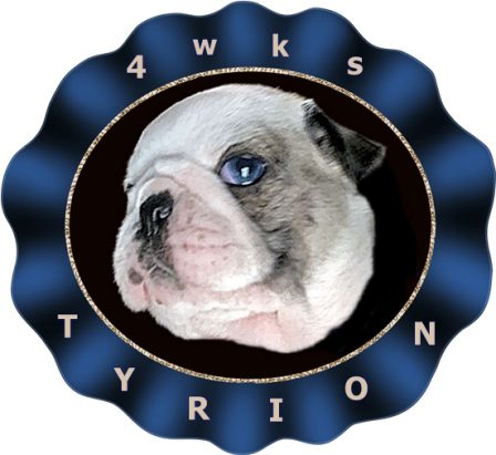 Tyrion, panda, is the 4th double blue eyed puppy at BRP - Multiple Color Pugs Puppies | Whoever said you can’t buy happiness forgot little puppies.