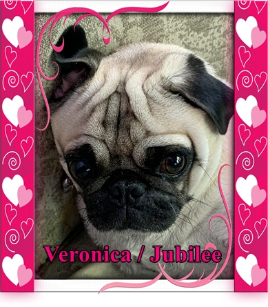 Brandy's Veronica/Jubilee is 3! - Adult Fawn Pug | If you think dogs can't count, try putting three dog biscuits in your pocket and give him only two of them.