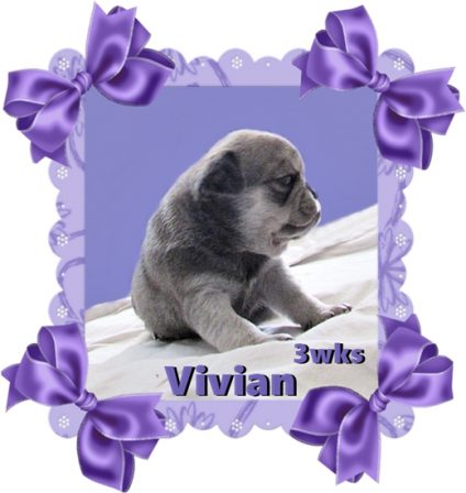 Cocoa's chinchilla Vivian - Multiple Color Pugs Puppies | If there are no dogs in Heaven, then when I die I want to go where they went.