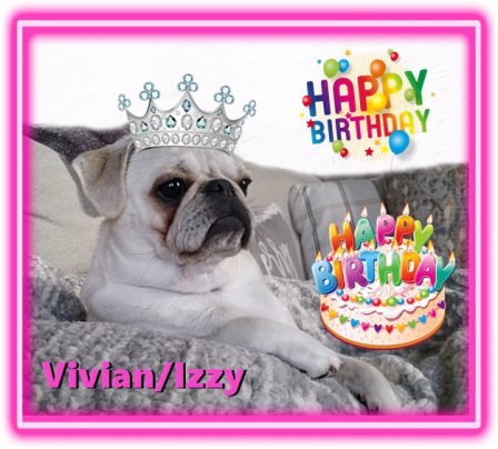 Cocoa's/Sterling's Vivian aka Izzy on her first birthday - Adult White Pug | The average dog is a nicer person than the average person.