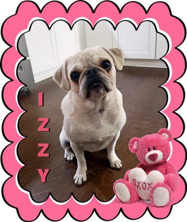 Cocoa's/Sterling's girl Izzy Meacham - Adult White Pug | The dog is a gentleman; I hope to go to his heaven not man's.