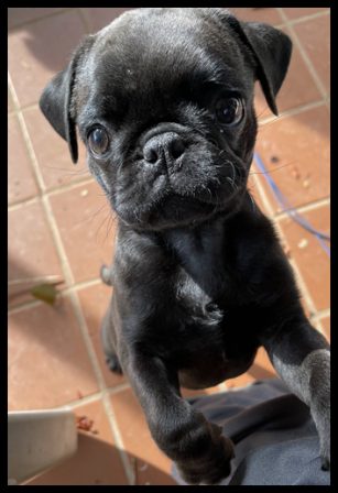 You have to look closely to see that Will/Oliver is a chocolate - Multiple Color Pugs Puppies | The better I get to know men, the more I find myself loving dogs.