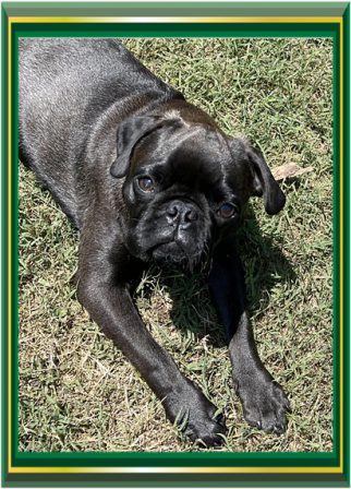 Will/Oliver is a color changing choco platinum - Silver Pug Puppies | Every boy who has a dog should also have a mother, so the dog can be fed regularly.