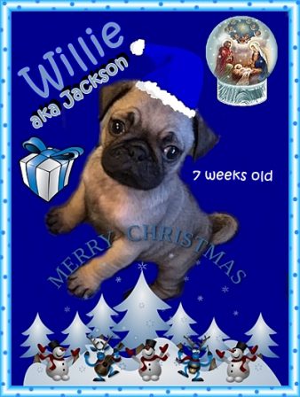 Someone is going to have a great Christmas! - Fawn Pug Puppies | Dogs love their friends and bite their enemies, quite unlike people, who are incapable of pure love and always mix love and hate.
