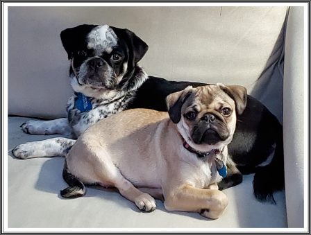 Pennywise and his best girl Violet - Multiple Color Pugs Puppies | The more people I meet, the more I love my dog.