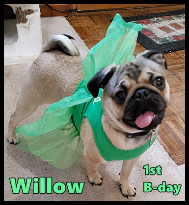 Well, my baby name was Willow but I am now Violet - Adult Fawn Pug | Dogs are not our whole life, but they make our lives whole.