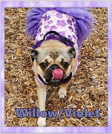 Puddin's Violet also decked out for Easter! - Apricot Pug Puppies | The dog has got more fun out of man than man has got out of the dog, for man is the more laughable of the two animals.