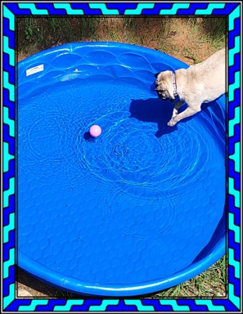 Now this is what a pug does on a hot and humid day - Adult Multiple Color Pugs | A dog can't think that much about what he's doing, he just does what feels right.