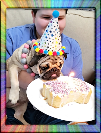 Willow/Violet Hubbell is one year old! - Adult Fawn Pug | You really have to be some kind of a creep for a dog to reject you.