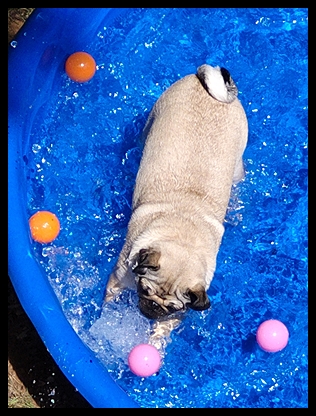 Look how clean the water is and boy does it feel good - Adult Fawn Pug | You can say any foolish thing to a dog, and the dog will give you a look that says wow, you're right.