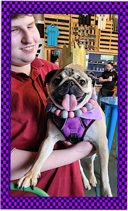 I am queen for the day! - Adult Fawn Pug | Dogs love their friends and bite their enemies, quite unlike people, who are incapable of pure love and always mix love and hate.