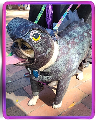 Puddin's Willow aka Violet in costume for Halloween '22 - Adult Fawn Pug | The great pleasure of a dog is that you may make a fool of yourself with him and not only will he not scold you, but he will make a fool of himself too.