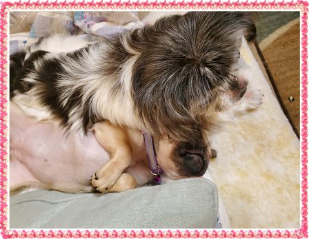 Puddin's Willow/Violet cuddling with Madame - Fawn Pug Puppies | If I have any beliefs about immortality, it is that certain dogs I have known will go to heaven, and very, very few persons.