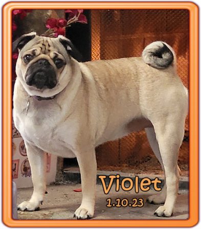 Puddin's Willow/Violet Hubbell - Adult Fawn Pug | Whoever said you can’t buy happiness forgot little puppies.