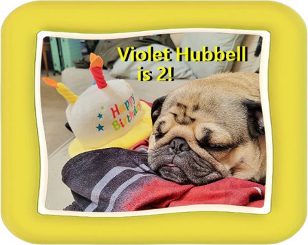 All that cake and fun calls for a pug nap! - Adult Fawn Pug | Don't accept your dog's admiration as conclusive evidence that you are wonderful.