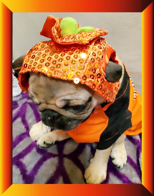 Puddin's Willow/Violet decided she looks good in orange!