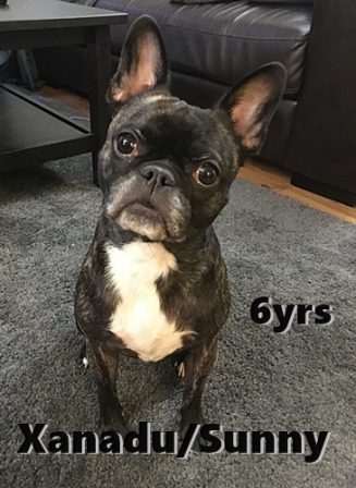 Finally a Frug with her ears standing straight up! - Adult Brindle Pug | Every boy who has a dog should also have a mother, so the dog can be fed regularly.