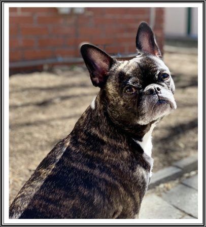 Sunny is a Frug but certainly looks all Frenchie here - Adult Brindle Pug | Don't accept your dog's admiration as conclusive evidence that you are wonderful.