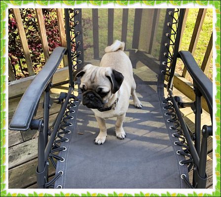 Yao/Winston on his throne - Fawn Pug Puppies | Every boy who has a dog should also have a mother, so the dog can be fed regularly.