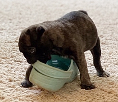 Uh oh, the beginning of a bad habit! - Brindle Pug Puppies | A dog can't think that much about what he's doing, he just does what feels right.