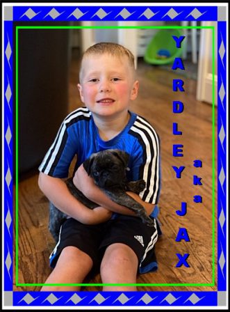 My other favorite little boy! - Brindle Pug Puppies | Every boy who has a dog should also have a mother, so the dog can be fed regularly.