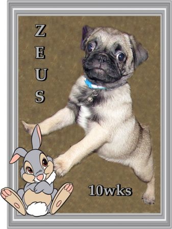 Angel's & Max's stone fawn Zeus - Fawn Pug Puppies | Did you ever walk into a room and forget why you walked in? I think that is how dogs spend their lives.