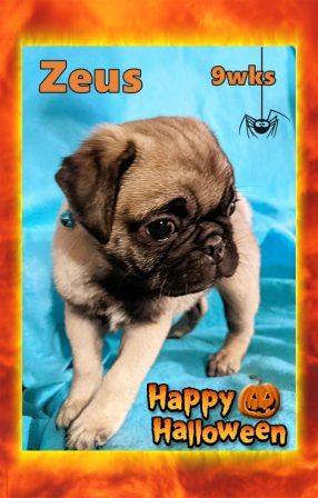 Zeus says Happy Halloween 2021 - Apricot Pug Puppies | Dogs feel very strongly that they should always go with you in the car, in case the need should arise for them to bark violently at nothing, right in your ear.