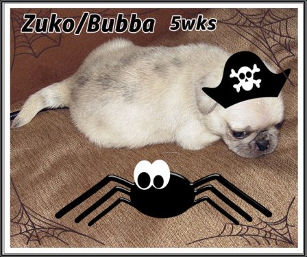 Not scared of no spider! - Merle Pug Puppies | If I have any beliefs about immortality, it is that certain dogs I have known will go to heaven, and very, very few persons.