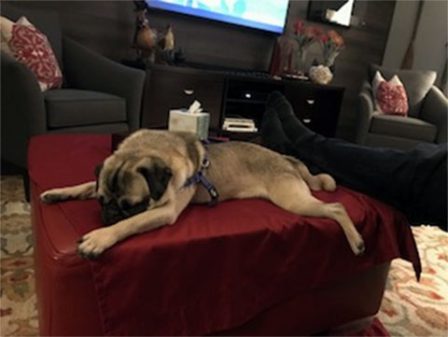 No, I Don't Want ATo Go For A Walk! - Adult Fawn Pug | One reason a dog can be such a comfort when you're feeling blue is that he doesn't try to find out why.