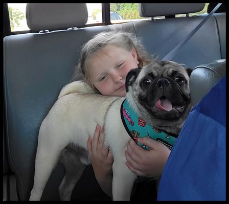 Hercules aka Franky loves his car rides - Adult Fawn Pug | Don't accept your dog's admiration as conclusive evidence that you are wonderful.