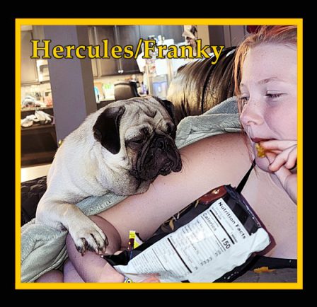 If you have a pug you MUST share - those are the rules! - Adult Fawn Pug | Outside of a dog, a book is man's best friend - inside of a dog it's too dark to read.