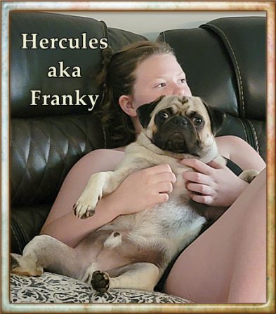 Franky loves his belly scratches - Adult Fawn Pug | Don't accept your dog's admiration as conclusive evidence that you are wonderful.