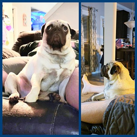 Ruh Ro I was bad but then all was forgiven! - Adult Fawn Pug | A dog can't think that much about what he's doing, he just does what feels right.