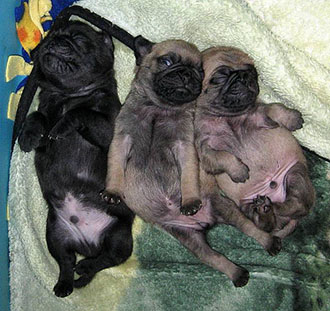 Fat and Happy - Multiple Color Pugs Puppies | My goal in life is to be as good of a person my dog already thinks I am.