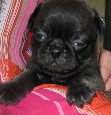 Why Did You Wake Me Up?!? - Black Pug Puppies | Once you have had a wonderful dog, a life without one is a life diminished.