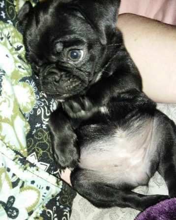 Life Is Good - Black Pug Puppies | The dog was created specially for children. He is the god of frolic.